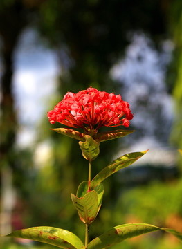 龙船花