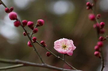 朱砂梅