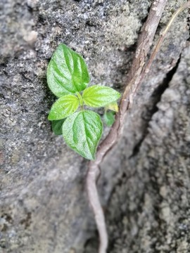 石涧小草