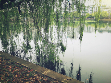 公园春季湖景