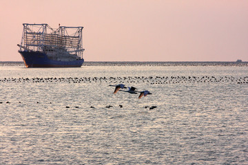 海上飞翔