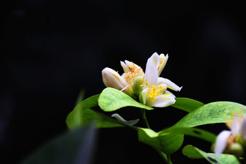 橙花特写