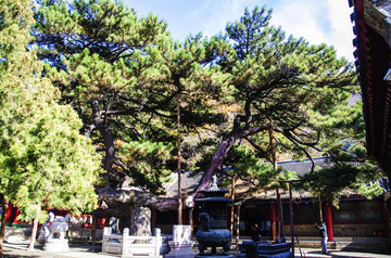 千山香岩寺建筑与蟠龙松