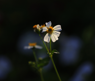 花卉