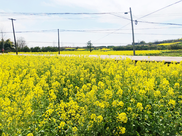 油菜花