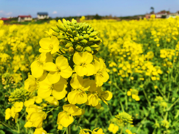 油菜花