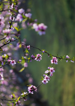 桃花