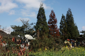 乡村民居风光