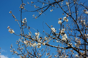 樱桃花