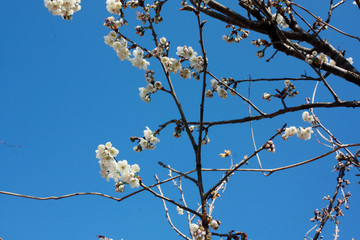 樱桃花