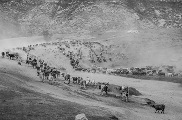 新疆阿勒泰哈萨克牧民转场路上