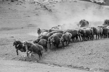 牧羊羊群