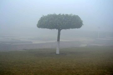 雾中的鹿野苑菩提树