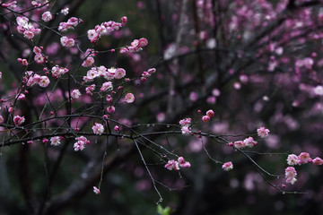 梅花