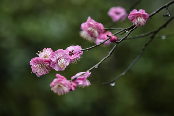梅花
