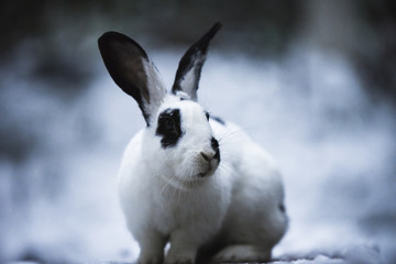 我家的兔子