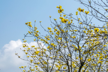 黄花风铃木