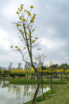 黄花风铃木