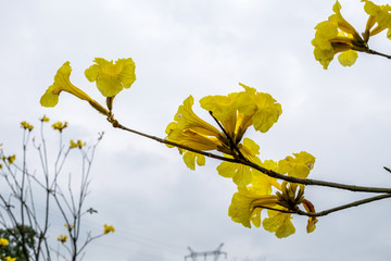 黄花风铃