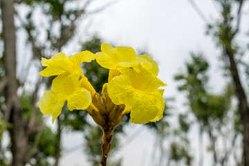 黄花风铃