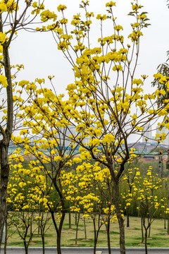 黄花风铃木