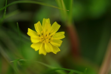 黄色的野花