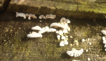 白色菌类