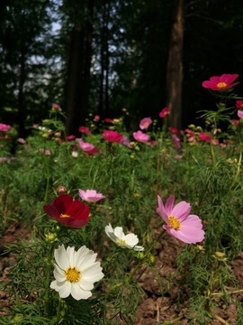 格桑花