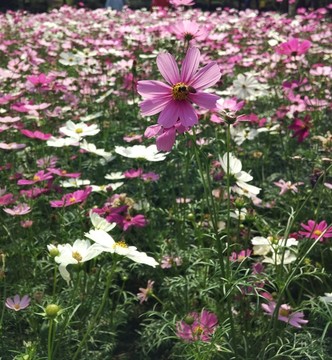 格桑花与蜜蜂