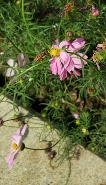 格桑花与蜜蜂