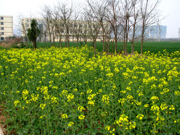 油菜花