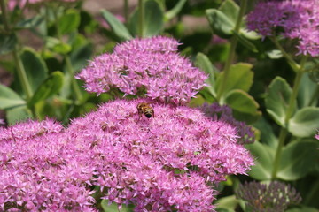 鲜花蜜蜂