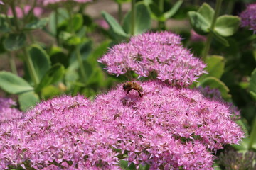 鲜花蜜蜂