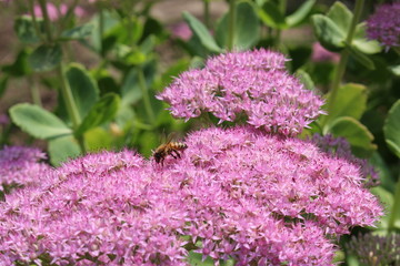 鲜花蜜蜂
