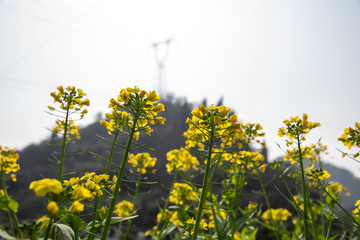 油菜花