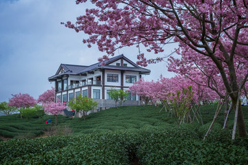 福建漳平永福樱花台品樱花茶园