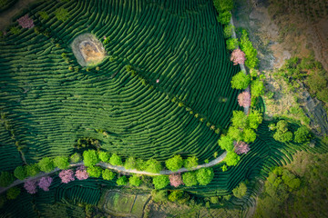 福建漳平永福樱花台品樱花茶园