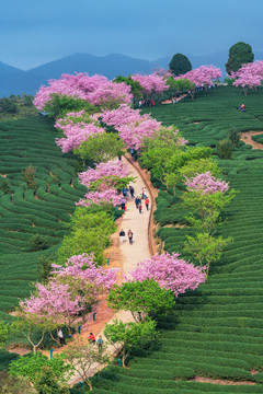 福建漳平永福樱花台品樱花茶园