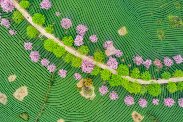 福建漳平永福樱花台品樱花茶园