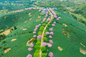 福建漳平永福樱花台品樱花茶园