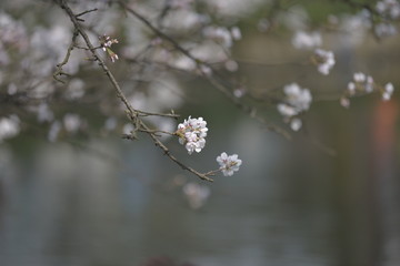 杭州太子湾樱花