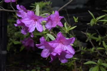 杜鹃花