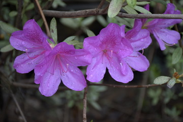 杜鹃花