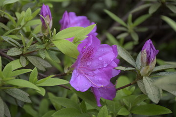 杜鹃花