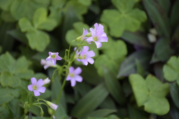 幸运草