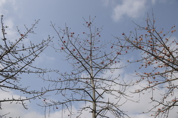 英雄花