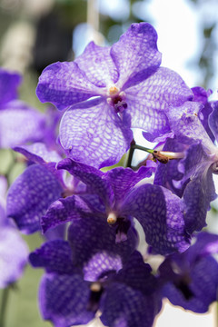 巴黎兰花展鲜花