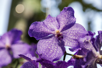 巴黎兰花展鲜花