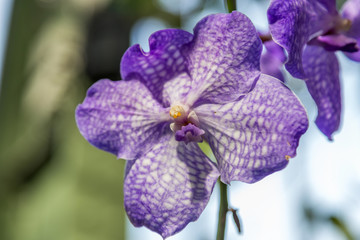 巴黎兰花展鲜花