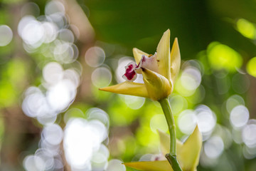 巴黎兰花展鲜花